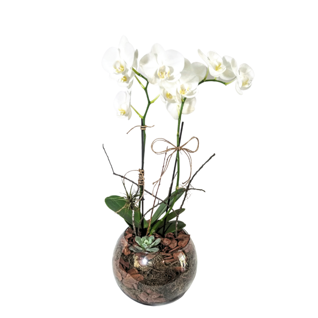 Código: (6029) Phalaenopsis Branca Média